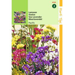 2 stuks - Statice Sinuata Pacific Gemengd