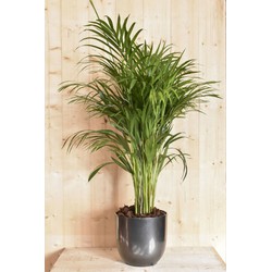 Dypsis lutes in antracieten pot