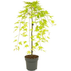 Acer palmatum 'Cascade Gold' - Japanse esdoorn - Hoogte 80-90cm - Pot 19cm