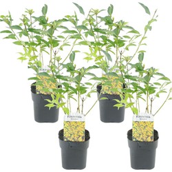 Forsythia intermedia 'Minigold' - Set van 4 - Pot 17cm - Hoogte 25-40cm