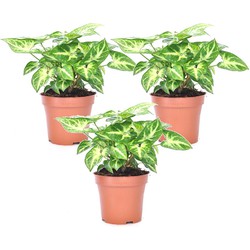 Syngonium 'Pixie' - Set van 3 - Pijlpuntplant - Pot 12cm - Hoogte 25-40cm