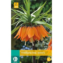 3 stuks - Fritillaria imp. Aurora 1 bollen - JUB