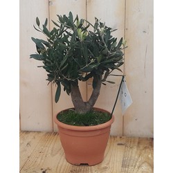 Olijfboom Olea Europaea 40 cm - Warentuin Natuurlijk