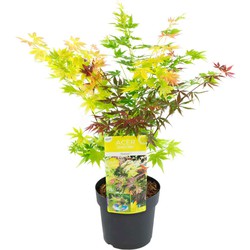 Acer palmatum 'Festival' - Japanse Esdoorn - Pot 19cm - Hoogte 60-70cm