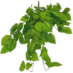 Kunst Pothos Struik Deluxe 90cm | NeverLeafs