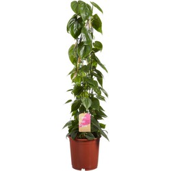 Philodendron scandens - 100cm  
