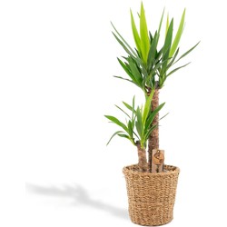 Hello Plants XL Yucca Palmlelie - Ø 21 cm Mandje - Hoogte: 100 cm - Palm Kamerplant