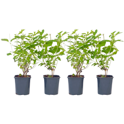Pluimhortensia - Set van 4 - Hydrangea 'Grandiflora' - Hoogte 30-40cm - ⌀17cm