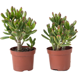 Geldboom - Set van 2 - Crassula ovata 'Gollum' - Hoogte 15-25cm - Pot 12cm