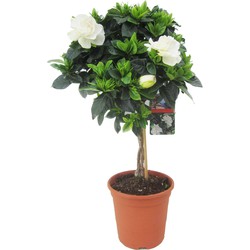 Gardenia Jasminoides - Op gevlochten stam - Pot 19cm - Hoogte 50-60cm
