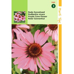 2 stuks - Echinacea Rudbeckia Purpurea