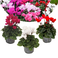 Cyclamen Persicum - Mix van 3 - Pot 9cm - 10-20cm