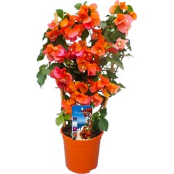 Bougainvillea 'Dania' op Rek - Oranje bloemen - Pot 17cm - Hoogte 50-60cm