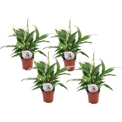 Spathiphyllum 'Lepelplant' - Set van 4 - Pot 12cm - Hoogte 30-40cm