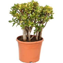 Crassula ovata Sunset - Vetplant - Kamerplant - Pot 30cm - Hoogte 55-60cm