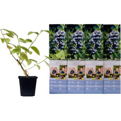 Blauwe Bosbessen plant – Blauwe bes x 8 – Blauwe bessen fruitplanten mix – Na een jaar genieten van zelfgekweekt fruit – Hoogte 30-40 cm inclusief pot