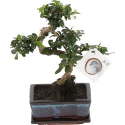 Carmona microphylla - Fukien Bonsai S-Shape boom - Hoogte 20-25cm - Pot 15cm