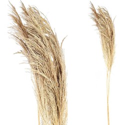 PTMD Dried Twig Pampas Gras - 60 x 10 x 150 cm - 3 stuks - Crème