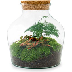 URBANJNGL - Planten terrarium • Little Joe • Ecosysteem plant • ↑ 21,5 cm