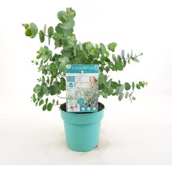 Hello Plants Eucalyptus Pulverulenta Baby Blue Gomboom - Ø 13 cm - Hoogte: 20 cm