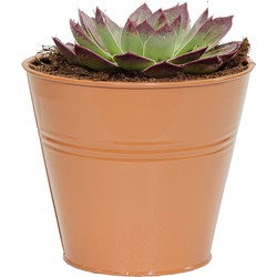 Mega Collections plantenpot/bloempot Bob - zink - terra - D15 X H13 cm - IJzeren emmer / teil