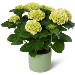 Kamerhortensia wit - ongestokt - masterpiece pure – met sierpot - 40cm hoog, ø14cm - bloeiende kamerplant - vers van de kwekerij