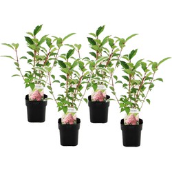 Hydrangea paniculata 'Vanille-Aardbei' - x4 - Hortensia - ⌀17cm - Hoogte 25-40cm