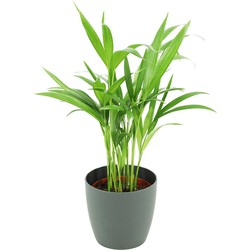 ZynesFlora - Areca Lutescens in Antraciet Sierpot - Kamerplant in pot - Ø 12 cm - Hoogte: 40 cm - Luchtzuiverend - Goudpalm - Palm - Kamerplant