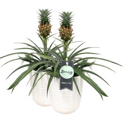Choice of Green - Bromelia Ananasplant in pot 2 stuks - Hoogte 40 cm - Diameter pot 12 cm