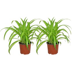 ZynesFlora - Chlorophytum - Graslelie - 2 Stuks - Kamerplant in pot - Ø 12 cm - Hoogte: 25 - 30 cm - Luchtzuiverend