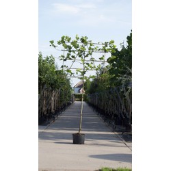 Plataan als leiboom Platanus hispanica h 360 cm st. omtrek 18 cm st. h 240 cm