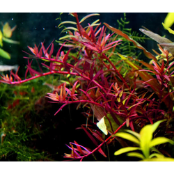 Eg rotala sp colorata nr105 - Aquadistri