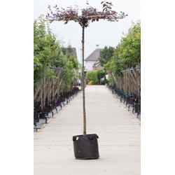 Rode sierpruim kruisdak Prunus cer. Nigra h 230 cm st. omtrek 8 cm st. h 220 cm