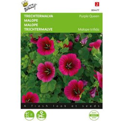 Zaden malope trechtermalva purple queen 1.5 gram - Buzzy