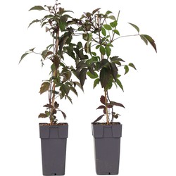 Clematis montana 'Fragrant Spring' - 2 stuks - Bosrank - ⌀50cm - Hoogte 60-70cm