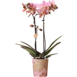 Kolibri Orchids | oudroze Phalaenopsis orchidee - Jewel Treviso - potmaat Ø9cm | bloeiende kamerplant - vers van de kweker