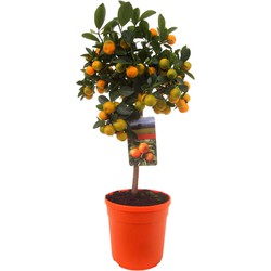 Citrus Calamondin - Citrusboom - Pot 19cm - Hoogte 55-65cm