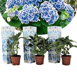 Hydrangea bicolor Bavaria Blauw - Set van 3 - Pot 9cm - Hoogte 25-40cm