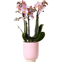 Kolibri Orchids | Roze phalaenopsis orchidee - Andorra + Glazed sierpot roze - potmaat Ø9cm - 35cm hoog | bloeiende kamerplant - vers van de kweker