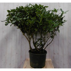 Rododendron 120 cm wit