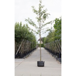 Dubbelbloemige sierkers Prunus a. Plena h 450 cm st. omtrek 16 cm