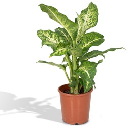 Hello Plants Dieffenbachia Mars Kamerplant - Ø 17 cm - Hoogte: 50 cm - Dief van Bagdad