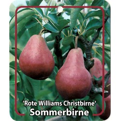 Pyrus Communis Rote Williams Christbirne - Oosterik Home
