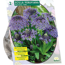 Scilla Peruviana per 2 bloembollen