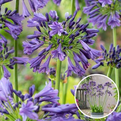 Agapanthus Blauw - Set van 6 - Wortelstokken Afrikaanse lelie - Bloeiende plant