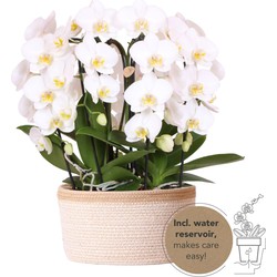 Kolibri Orchids | witte orchideeënset in Cotton Basket incl. waterreservoir | drie gebogen witte orchideeën Niagara Fall 12cm | Mono Bouquet wit met zelfvoorzienend