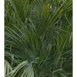 winterharde palmboom chamaerops humilis 160 cm hoog - Warentuin Natuurlijk
