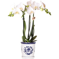 Kolibri Orchids | witte orchidee Amabilis + Malaga sierpot blauw - potmaat Ø9cm | bloeiende kamerplant - vers van de kweker