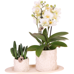 Kolibri Company | Plantenset Star Fish small | Witte Phalaenopsis Orchidee Lausanne en Succulent incl. keramieken sierpotten op wit organisch dienblad