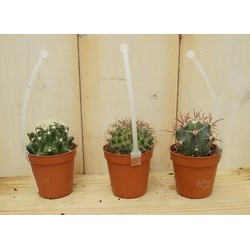 3 stuks! Kamerplant cactus mini laag - Warentuin Natuurlijk